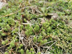 Sedum acre