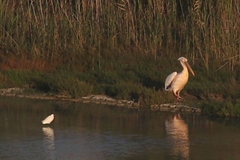 Pelecanus onocrotalus