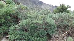 Adenocarpus hispanicus