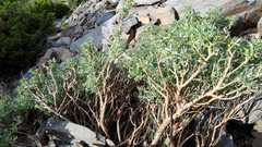 Adenocarpus hispanicus