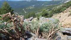 Adenocarpus hispanicus