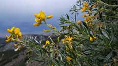 Adenocarpus hispanicus