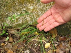 Australopyrum calcis optatum