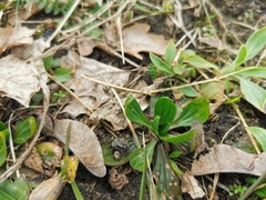 Plantago lanceolata