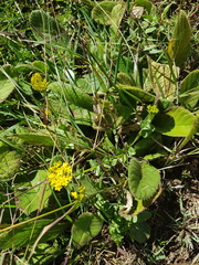 Sebaea leiostyla