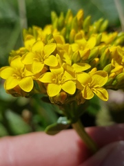 Sebaea leiostyla