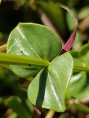 Sebaea leiostyla