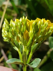 Sebaea leiostyla