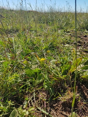 Sebaea leiostyla