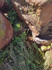Zaluzianskya elongata