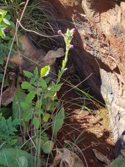 Zaluzianskya elongata