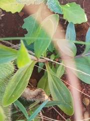 Zaluzianskya elongata