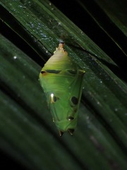 Adoliadini