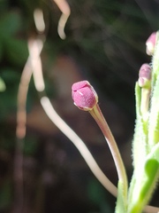 Zaluzianskya elongata