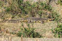 Crocodylus niloticus africanus