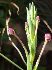 Zaluzianskya elongata