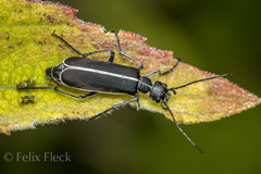 Epicauta cinctipennis