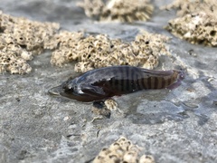 Lepadogaster lepadogaster