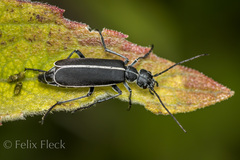 Epicauta cinctipennis