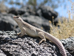 Dipsosaurus dorsalis dorsalis