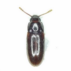 Pharaxonotha kirschii