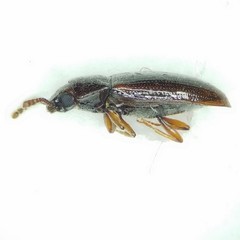 Pharaxonotha kirschii