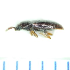 Pharaxonotha kirschii