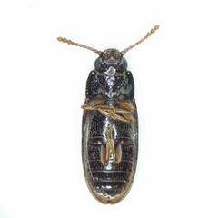 Pharaxonotha kirschii