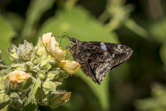 Codatractus bryaxis