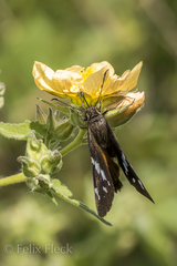 Codatractus bryaxis