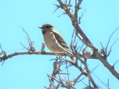 Saxicola rubicola