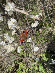 Aglais io