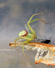 Misumenops rubrodecoratus