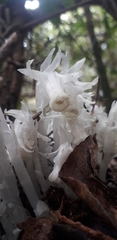 Monotropastrum humile glaberrimum