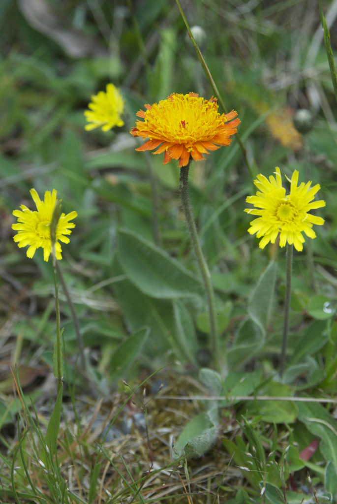 Hybrid Fox-and-cubs