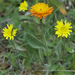 Pilosella stoloniflora - Photo (c) Jon Sullivan, μερικά δικαιώματα διατηρούνται (CC BY)