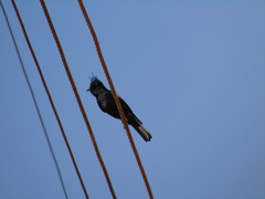 Knipolegus lophotes