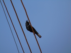 Knipolegus lophotes