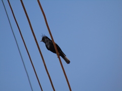 Knipolegus lophotes