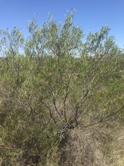 Dodonaea viscosa angustifolia