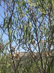Dodonaea viscosa angustifolia