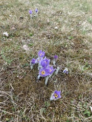 Pulsatilla vulgaris