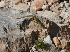 Podarcis waglerianus