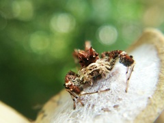 Portia labiata