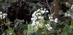 Valeriana hsui