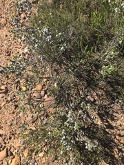 Aspalathus laricifolia