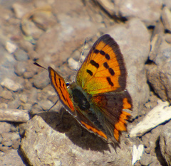 Lycaena phlaeas