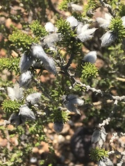 Aspalathus laricifolia