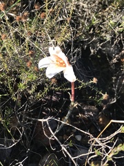 Cyrtanthus leptosiphon