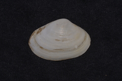 Mactrotoma antecedens